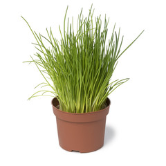  Brown plastic pot with fresh chives