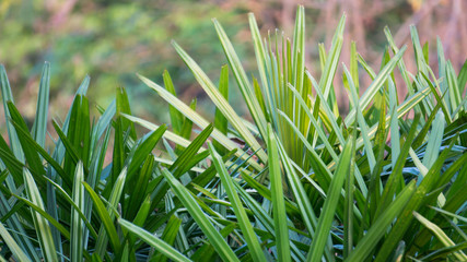 The sunlight falling Paurotis  palm leaves. 