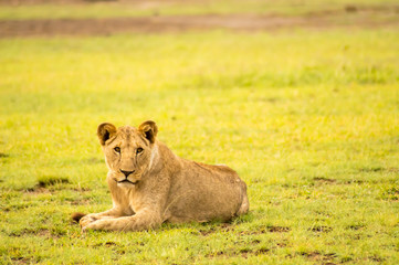 Lion lying in the grass gaggling mouth wide open in the savannah of Amboseli Park in Kenya