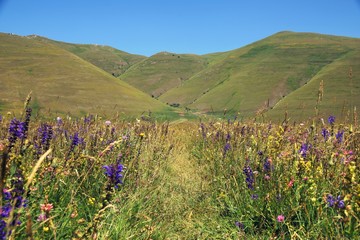 Trampelpfad durch bunte Wiese