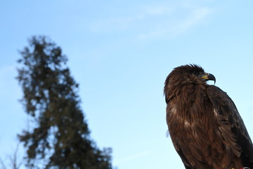 Eagle and sky
