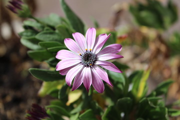 African Daisy Purple Flower
