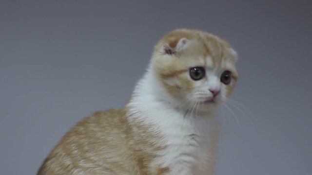 Animal portrait of Scottish Fold cat with a wide range of emotions