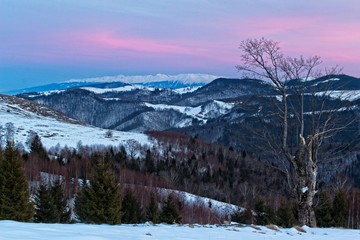 Pink + Tree