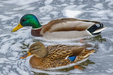 Beautiful wild duck sitting on the bank of the winter pond.