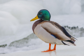 Beautiful wild duck sitting on the bank of the winter pond.