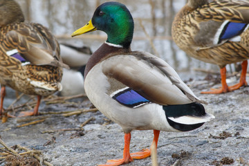 Beautiful wild duck sitting on the bank of the winter pond.
