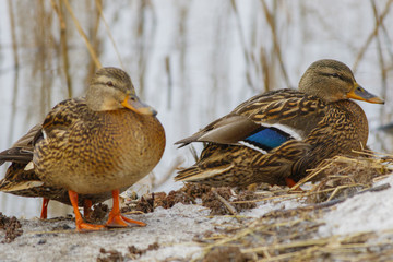 Beautiful wild duck sitting on the bank of the winter pond.