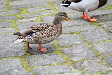 Watschelnde Stockenten 