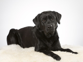 Black labrador dog portrait. Image taken in a studio.