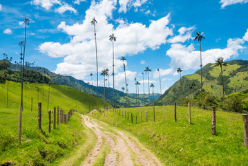 Colombia Salento district Cocora valley path among the tallest palm trees in the world with blue sky