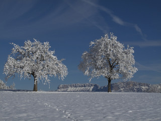 Arbres magiques enneig&eacute;s et gel&eacute;s