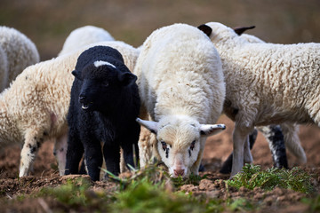 Lambs (Ovis aries) eating grass