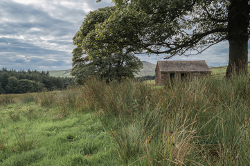 A small abandoned hut in a field, can be seen through the branches of a Sycamore tree in the Peak District National park. A hill named Shutlingsloe can be seen in the distance.