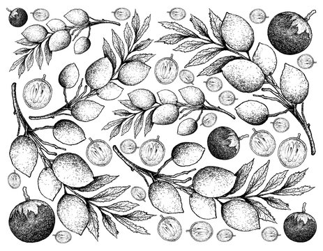 Hand Drawn Background of Star Apple and Elaeocarpus Hygrophilus Fruits