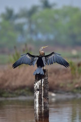 Darter