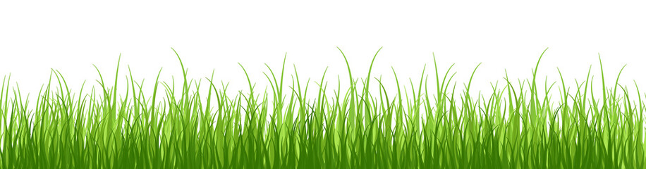 Springtime tender grass, isolated on white background without shadow.Wide grass border.