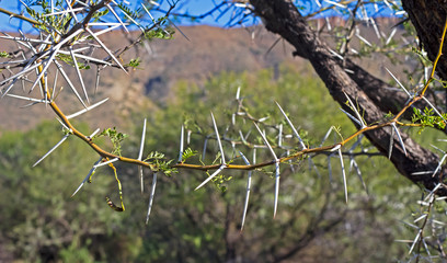 Long pointed acacia thorns