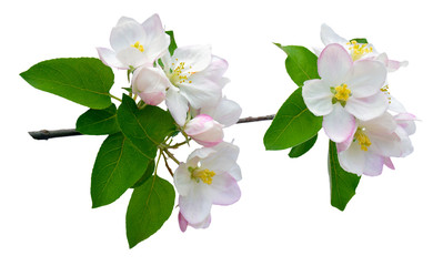 The apple tree is in blossom. Close-up. Isolated. Nature in spring. Blooming apple tree.