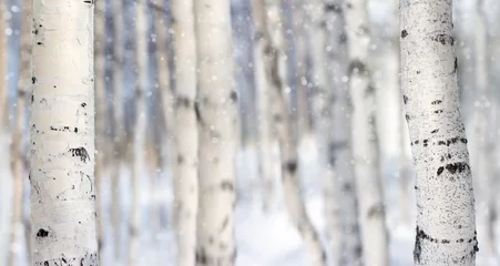 Foto op Plexiglas Berkenbos Natuurlijke achtergrond met witte stammen van berkenboom