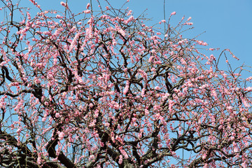 南立石公園の梅