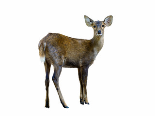 Deer isolated standing with white background, Thailand.