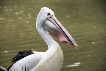 Fototapeta na wymiar Australian Pelican