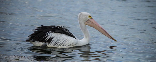 Australian Pelican