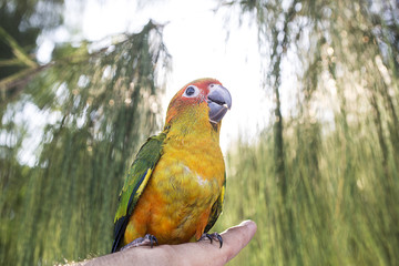 The parrot is happy on the finger in the pine tree. Parakeet on the finger, Parrot Sun conure on hand. Close Up Puppy Parrot.