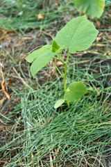 Obraz premium Cucumber seedlings at home in a mulch