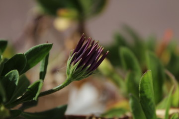Closed Purple African Daisy Flower