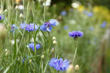 Blue cornflowers blooming in meadow
