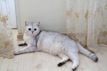 white Scottish pristine purebred cat lying on floor in room