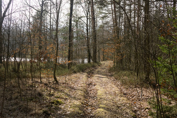 forest inearly spring