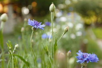 Blue cornflowers blooming in meadow