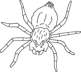 Hand Drawn Doodle Sketch Line Art Vector Illustration of Dangerous Thanatoid Venomous Spider. Cartoon Tattoo Card Poster Banner Black Outline Design Element Template