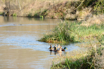 Mallards in the spring sun, South of France, Europe. 