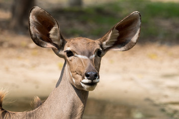Obraz premium Close up of the Antelope female