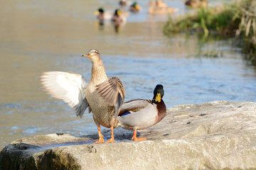Mallards in the spring sun, South of France, Europe. 