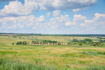 Tavriysky blooming steppe in summer