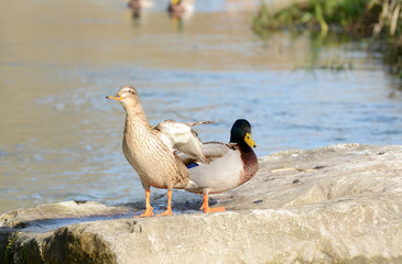 Mallards in the spring sun, South of France, Europe. 