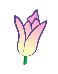 Vector illustration, flat cartoon pink with yellow tulip flower isolated on white background