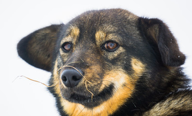 portrait of a sad dog