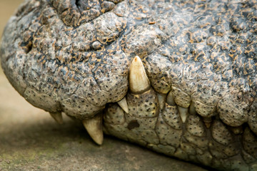 big crocodile face