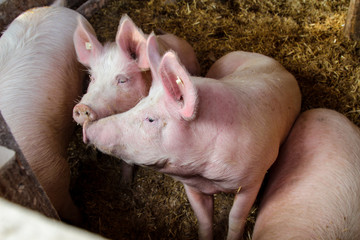Schwein, Schweine in artgerechter Haltung 