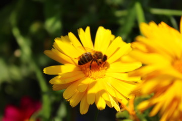 Biene auf einer Blüte