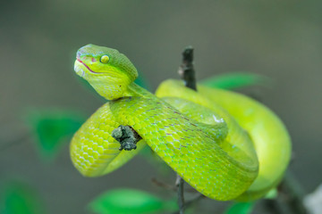 Chinese green tree viper