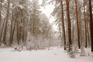 Belarus, Grodno, Snowy fairy forest around Molochnoe Lake.