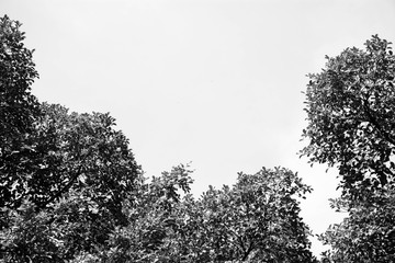 Bare tree branches in the forest - monochrome