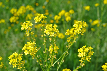 Yellow field spring flowers